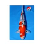 VHQ showa top kweker HOSHIKIN 2y 48 cm japanse koi breeder, Karper of Koi