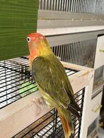 Agapornis Dwergpapegaai Fischerie Roseicolle Personata, Dieren en Toebehoren, Meerdere dieren, Dwergpapegaai of Agapornis, Geringd