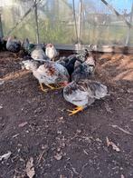 Wyandotte krielkippen, Meerdere dieren, Kip