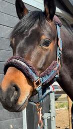 Zeer knappe welsh sport pony, Dieren en Toebehoren, Pony's, E pony (1.48m - 1.57m), Ruin, Dressuurpony, 3 tot 6 jaar