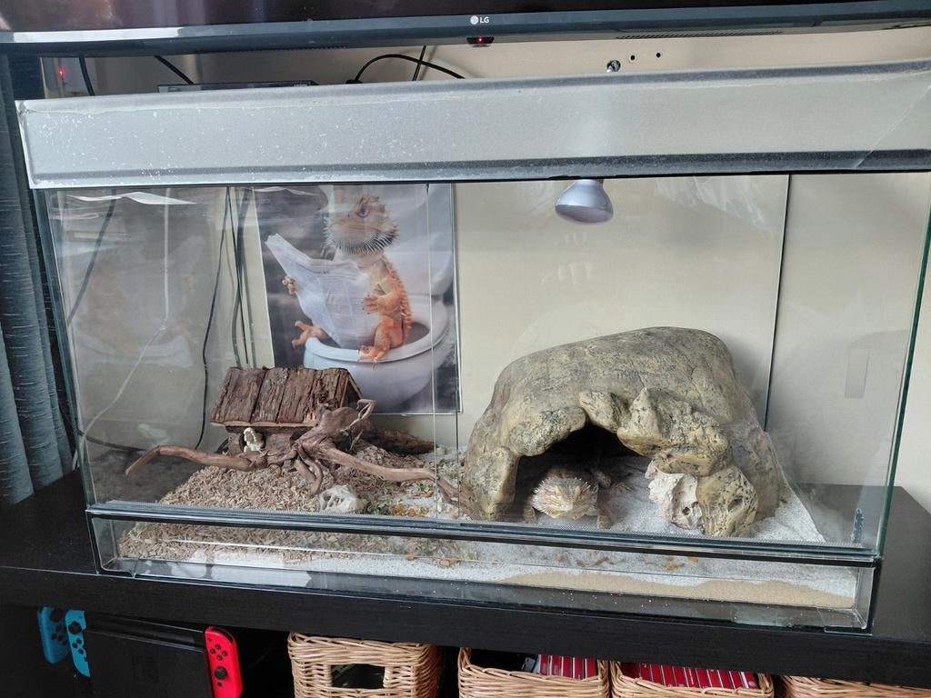 Terrarium voor reptielen, Ophalen