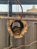 Gezocht: vrouwtjes tamiops, Dieren en Toebehoren, Mei, Vrouwelijk, Overige typen