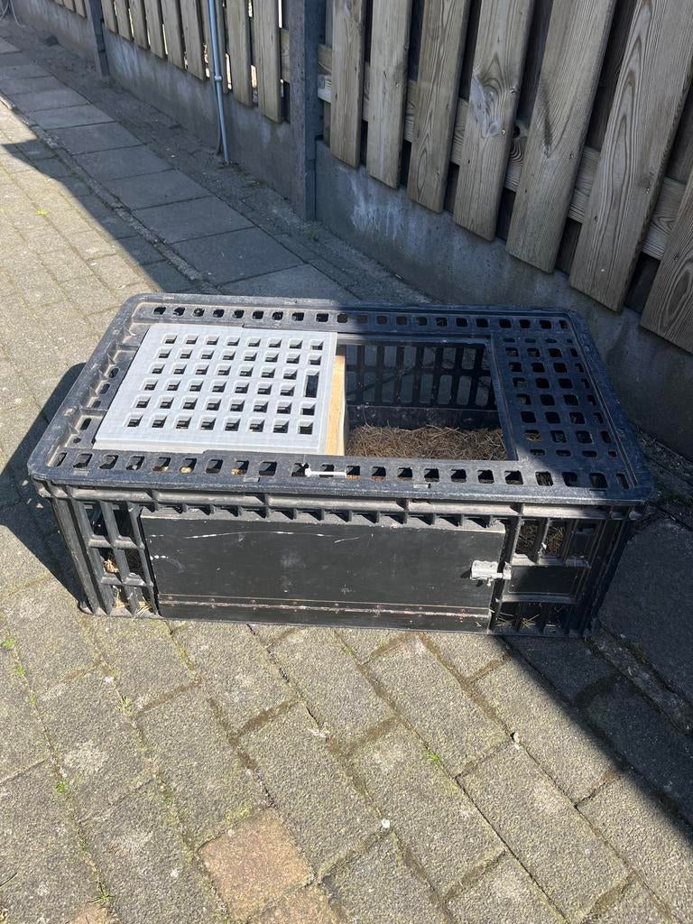 Duiven africht mand, Dieren en Toebehoren, Vogels | Duiven, Meerdere dieren, Postduif