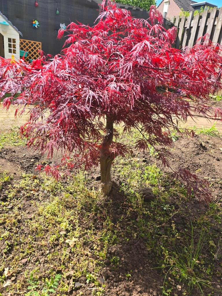 Japanse esdoorn, 100 cm hoog, mooie kleur, Ophalen