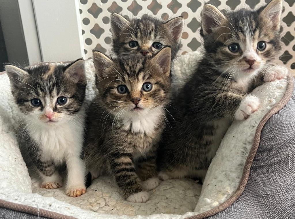 Kittens Noorse Boskat X - lief, aanhankelijk en speels, Dieren en Toebehoren, Katten en Kittens | Raskatten | Langhaar, Meerdere dieren