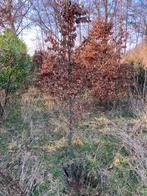 Fagus sylvatica beuken boomvorm laanboom, Ophalen, Bloeit niet, Halfschaduw, Overige soorten