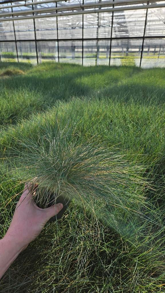 500 stuks Festuca Glauca siergras - restpartij - Goedkoop, Tuin en Terras, Planten | Tuinplanten, Ophalen of Verzenden, Siergrassen