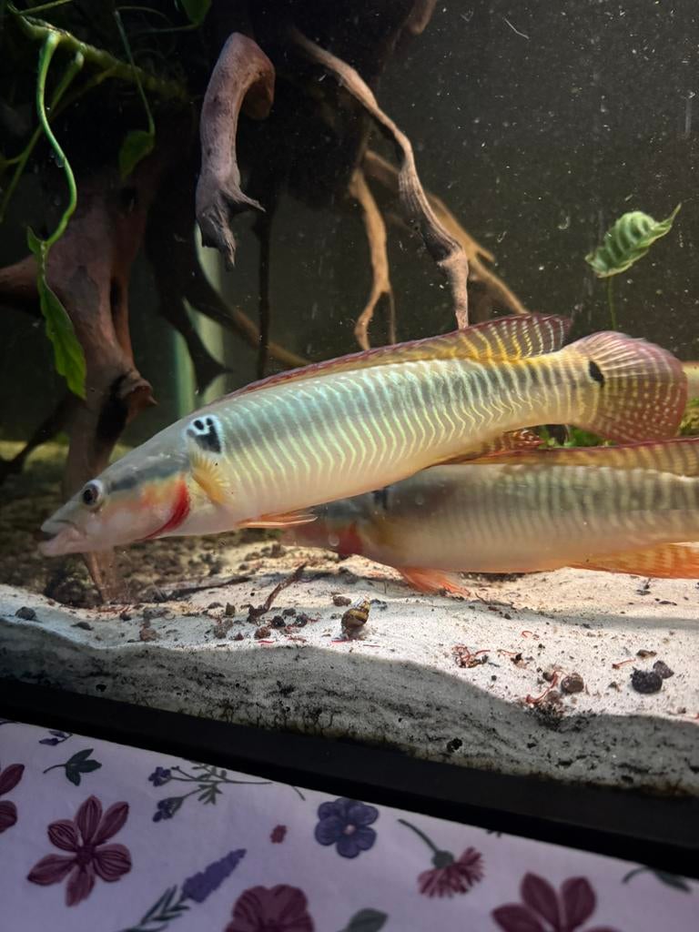 crenicichla zebrina snoekcichliden, Vis