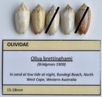 Schelpen: Oliva brettinghami 15-16mm (F+++/Gem) Australië, Ophalen of Verzenden, Schelp(en)