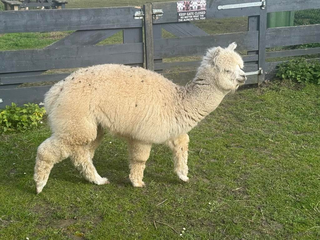Alpaca merrie, ruin en hengst, Dieren en Toebehoren, Overige Dieren, Juni, Meerdere dieren