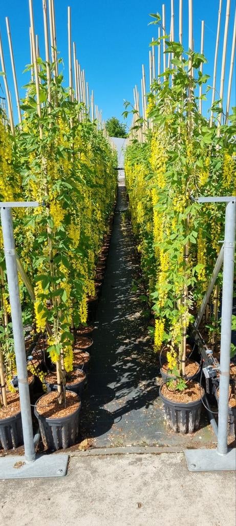 Laburnum watereri 'Vossii' (Gouden Regen)🌿, Tuin en Terras, Planten | Bomen, Overige soorten, 100 tot 250 cm, Zomer, Ophalen