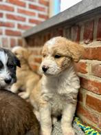 Prachtige huskydoodle pups ( husky X poedel ), Poedel, België, Particulier, 8 tot 15 weken