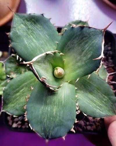 Agave Titanota Mottled, Tuin en Terras, Ophalen of Verzenden, Minder dan 100 cm, Vijgenboom