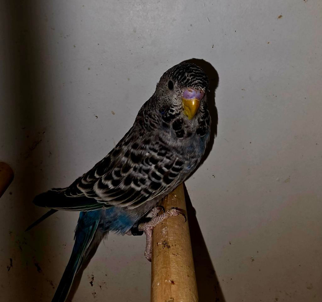 Blackface split blackwing man, Dieren en Toebehoren, Mannelijk, Geringd