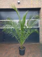 XL Phoenix Canariensis - Canarische Dadelpalm H: 215 cm., 100 tot 250 cm, Zomer, Palmboom, Ophalen