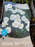 Wilde bertram, Tuin en Terras, Ophalen, Overige soorten, Volle zon