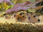 Hoplisoma (corydoras) Panda F1, Dieren en Toebehoren, Vis, Zoetwatervis