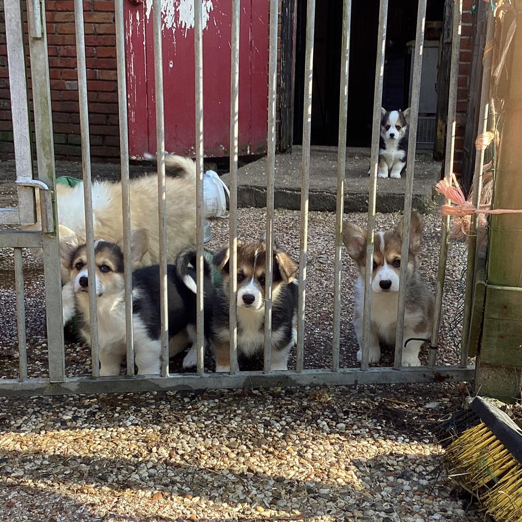 Enkele Welsh Corgi Pembrokepups met Stamboom, Dieren en Toebehoren, Honden | Herdershonden en Veedrijvers, Parvo, Reu, 8 tot 15 weken