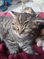 Mooie lieve kittens., Dieren en Toebehoren