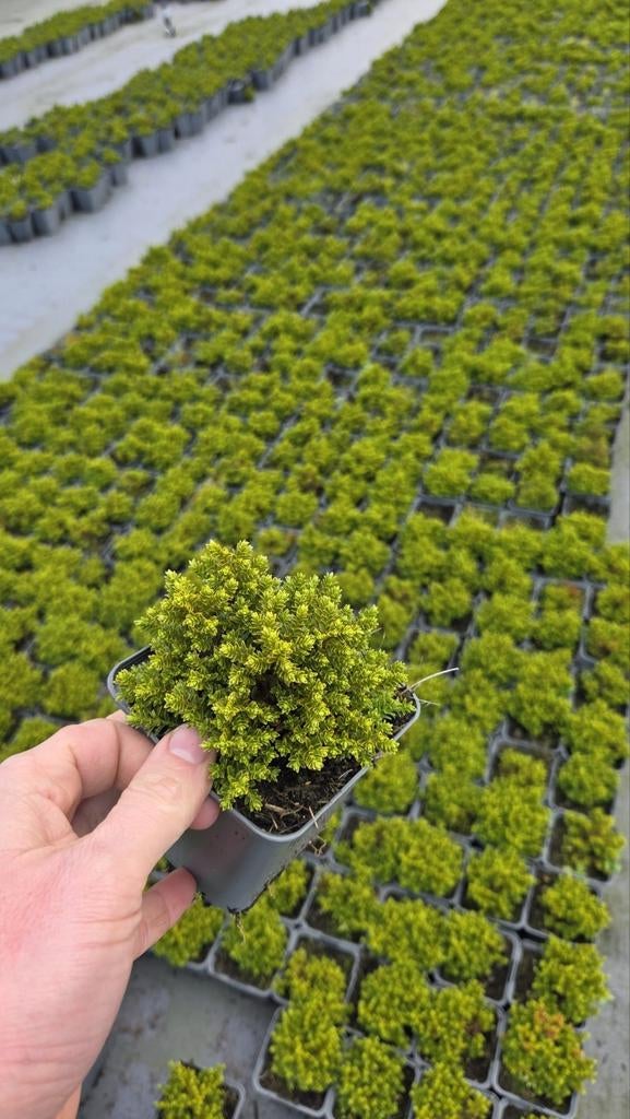 Hebe Groen - Emerald Green- heideplant - jaarrond groen, Ophalen of Verzenden, Overige soorten