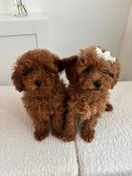 Toy poodle / toy poedel, Dieren en Toebehoren, Honden | Chihuahua's en Gezelschapshonden, Poedel, Particulier, 8 tot 15 weken