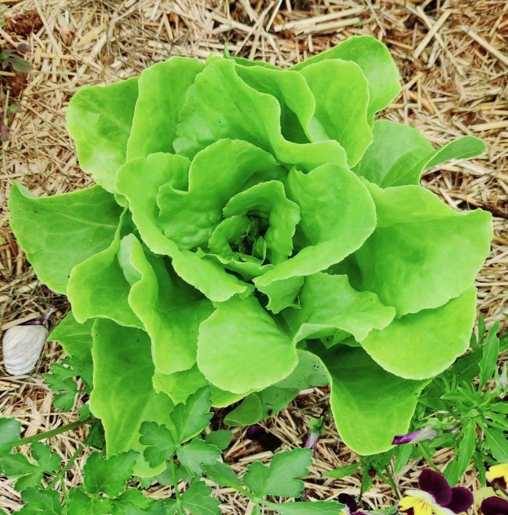 Kropsla zaden, Verzenden, Zaad