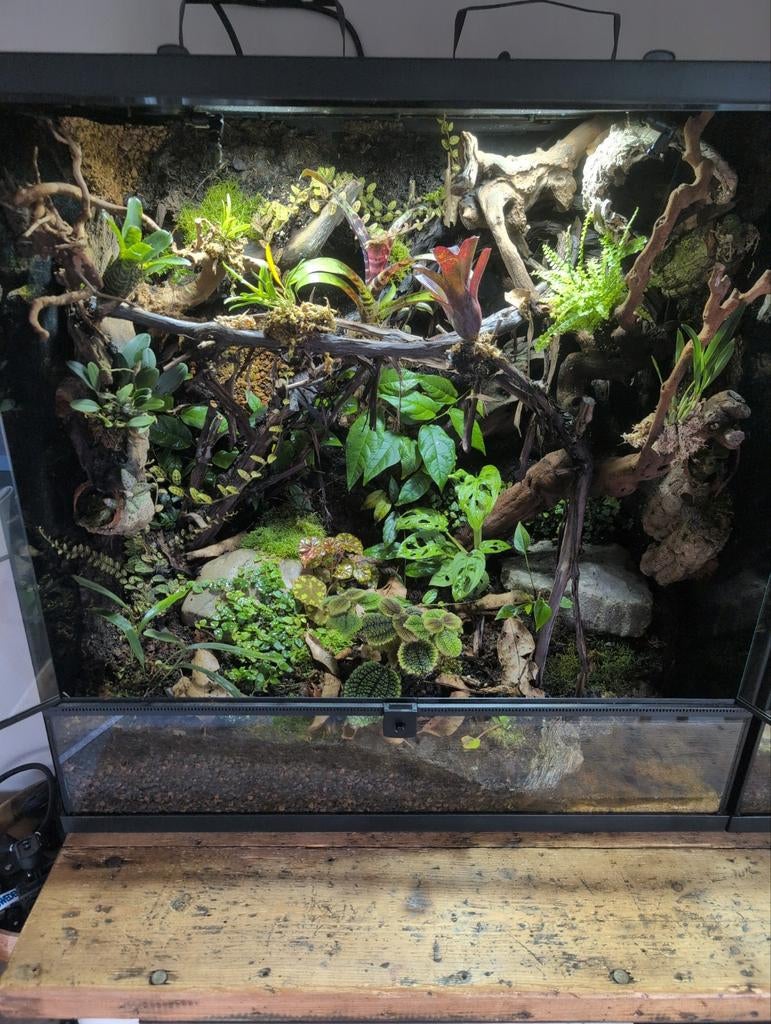 Paludarium, Ophalen, Nieuw, Terrarium of Paludarium