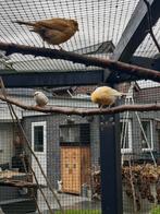 kanaries, Vrouwelijk, Zangkanarie