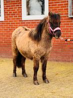 🦄💝De aller mooiste Blue dun merrie🦄💝en nog meer!, Dieren en Toebehoren, Pony's, Merrie, Met stamboom, 0 tot 2 jaar, Onbeleerd