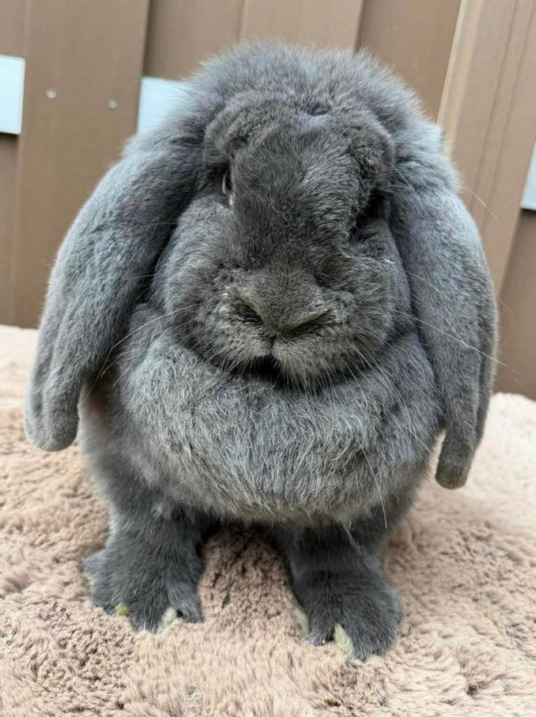 Lieve & mooie gezonde ingeënte Franse Hangoor voedster Noa, Dieren en Toebehoren, Konijnen, Meerdere dieren, Groot, Hangoor, 0 tot 2 jaar