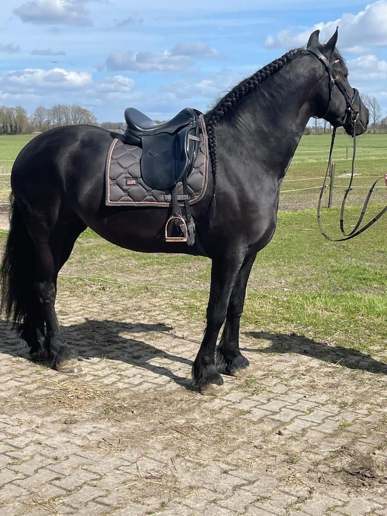 Ideal Crown Suzannah 18 inch Medium boom, Dieren en Toebehoren, Paarden en Pony's | Zadels, Ophalen of Verzenden, Dressuur