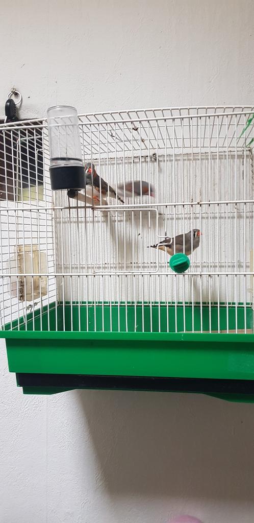 3 zebravinken met  kooi twee mannen in pop, Dieren en Toebehoren, Vogels | Kanaries