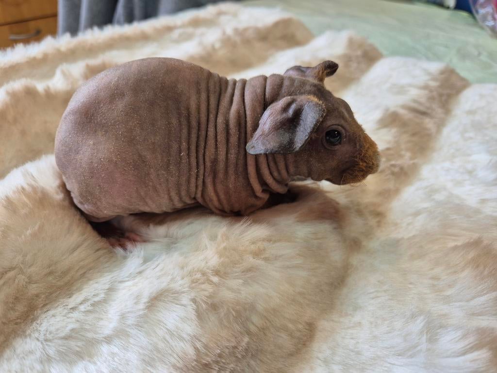 Jong rood bont skinny cavia beertje, Dieren en Toebehoren, Mannelijk, Tam, Maart, Cavia
