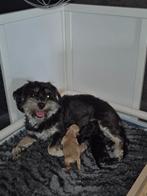 Boomer x Toy poedel - 3 mooie puppy's geboren op 6 maart!, Poedel, Parvo, 8 tot 15 weken, Meerdere