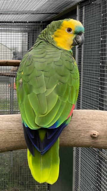 Blauwvoorhoofd geelvleugel amazone man gezocht, Dieren en Toebehoren, Vogels | Parkieten en Papegaaien, Mannelijk, Papegaai, Geringd