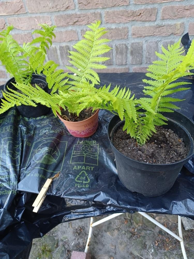 Varens, Tuin en Terras, Ophalen, Vaste plant, Varens, Bloeit niet