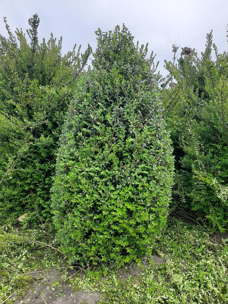 Kamperfollie Lonicera Nitida Kegel 80cm - Buxusvervanger €15, Ophalen of Verzenden, Overige soorten, Volle zon