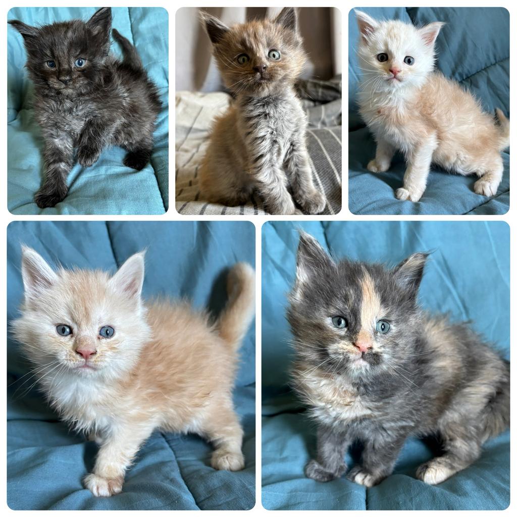 Mooie Maine Coon kittens met stamboom en geteste ouders, Dieren en Toebehoren, Katten en Kittens | Raskatten | Langhaar, Meerdere dieren