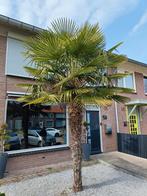 Grote palmboom, Tuin en Terras, Planten | Tuinplanten, Ophalen, Overige soorten, Volle zon