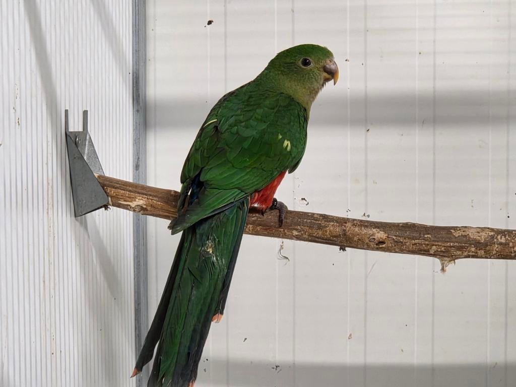 Jonge Koningsparkiet, Meerdere dieren, Parkiet
