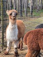 Mooie bonte ruin van 5jaar te koop, Juni, Mannelijk