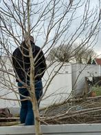 Magnolia kobus bomen witte bloesem hoog 4,5 meter, Tuin en Terras, Planten | Bomen, Overige soorten, Lente, 400 cm of meer, Ophalen