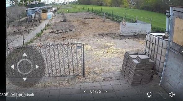 Grote paddock/wei in eigen beheer voor meerdere paarden, Dieren en Toebehoren, Stalling en Weidegang