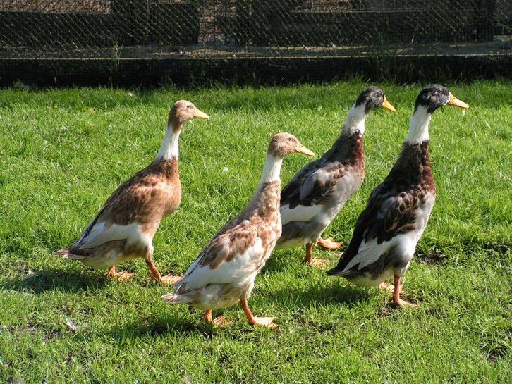 Indische loopeenden | Groot aanbod in verschillende kleuren, Dieren en Toebehoren, Pluimvee, Eend, Meerdere dieren