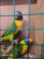 Capistratis lorie, Dieren en Toebehoren, Vogels | Parkieten en Papegaaien, Meerdere dieren, Parkiet, Geringd