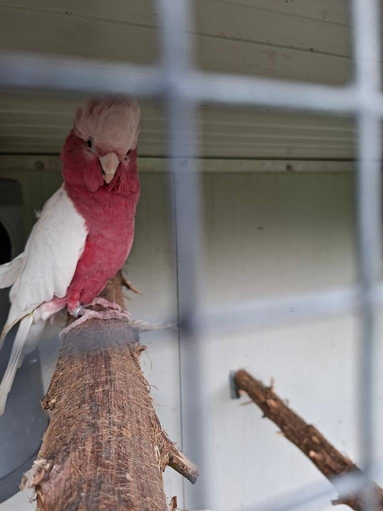 Koppel rose kaketoe s, Meerdere dieren, Papegaai