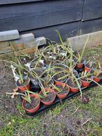 Siergras Carex Morrowii / Japanse Zegge p/st, Ophalen of Verzenden, Siergrassen, Volle zon