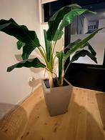 Grote kunstplant in pot - Strelitzia (Paradijsvogelplant), Ophalen, Overige soorten, Halfschaduw, In pot
