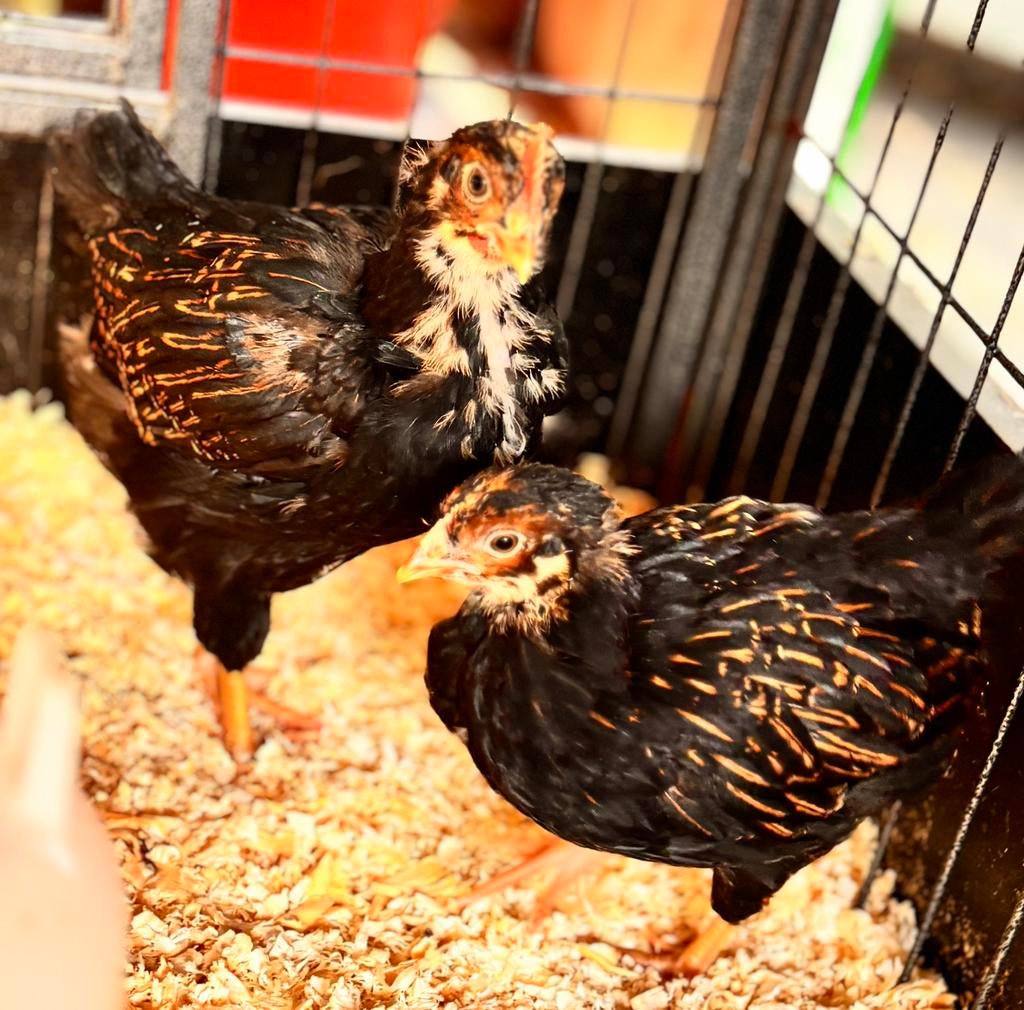 leg kip & haan barneveld, Meerdere dieren, Kip