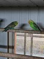 Te koop een koppel grasparkieten, Meerdere dieren, Parkiet